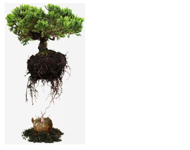 The Konjac Sponge Company - Eponge Konjac pour Bébé  