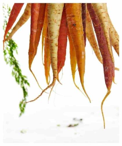 Joveda Matifying Day Cream Sandalwood carrot ayurvedic skincare