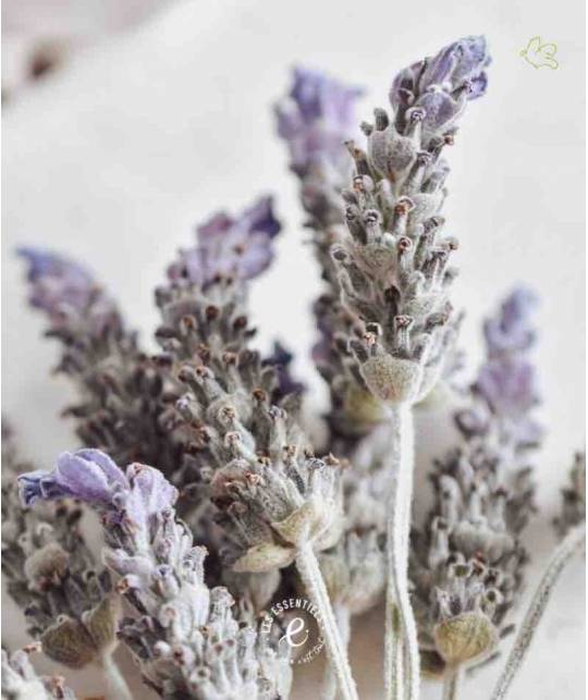Bio Deodorant Creme Minze & Lavendel Naturkosmetik Les Essentiels