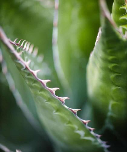 Fragrance Free Hairspray UNIQUE Haircare organic cosmetics