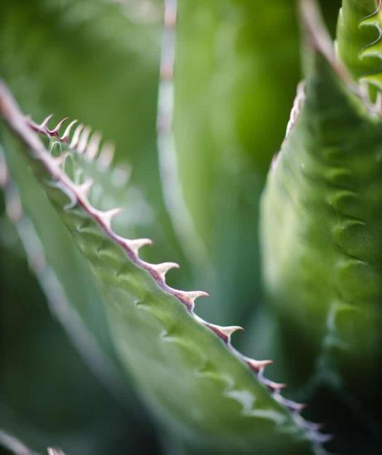 Fragrance Free Hairspray UNIQUE Haircare organic cosmetics