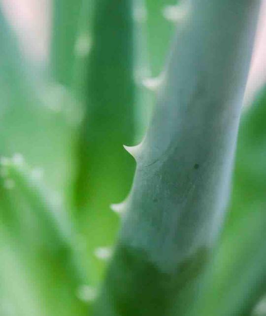 Kinder Shampoo parfümfrei Naturkosmetik duftstofffrei UNIQUE Haircare zertifiziert Bio Beauty Aloe vera Milch Protein