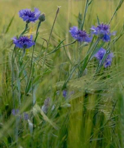 UNIQUE HAIRCARE Feuchtigkeits-Shampoo Kornblume Bio 50ml mini Naturkosmetik Dänemark