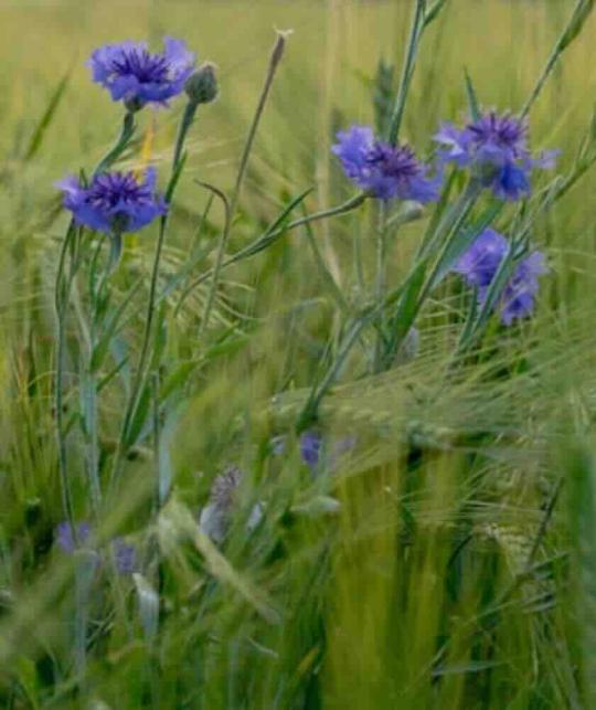 UNIQUE Haircare Feuchtigkeits-Spülung Kornblume Naturkosmetik l'Officina Paris