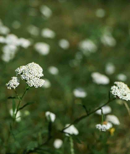 Feuchtigkeits-Spülung Naturkosmetik UNIQUE Haircare l'Officina Paris