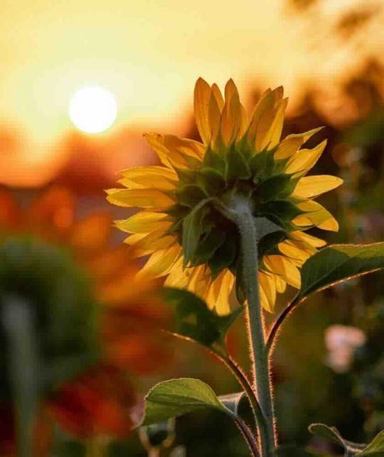 UNIQUE Haircare Vitamin F Haaröl Naturkosmetik Haarpflege aus Dänemark l'Officina Paris