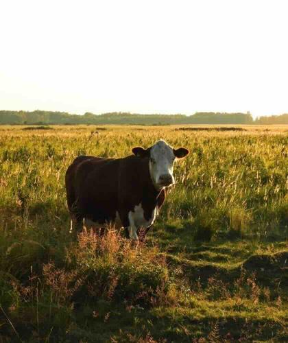 Feuchtigkeits-Shampoo Naturkosmetik Kornblume UNIQUE HAIRCARE Dänemark Bio mini l'Officina Paris