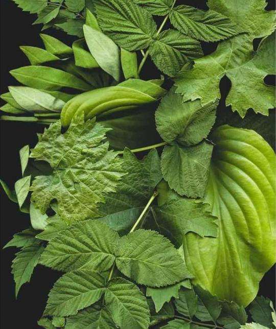 Joveda Hautklärende Intensiv Creme mit Neem - ayurvedische Gesichtspflege bei unreiner Haut