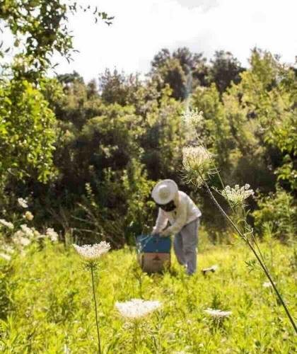 Beekeeper in a field in India – natural Ayurvedic skincare inspired by honey