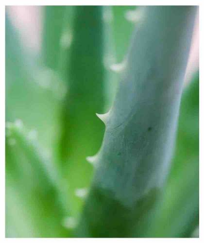 Aloe Vera – actif apaisant de la Crème Anti-Tâches Joveda