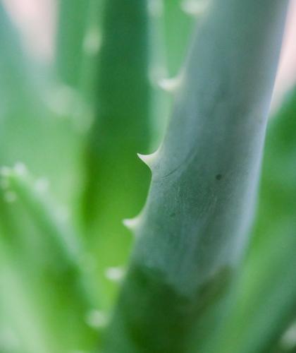Aloe Vera – natural active ingredient in Joveda Aloe Vera Moisturizing Lotion