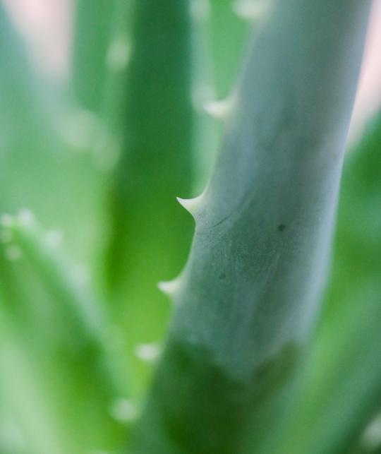 Aloe vera – natürlicher Wirkstoff des Joveda Feuchtigkeitsfluids