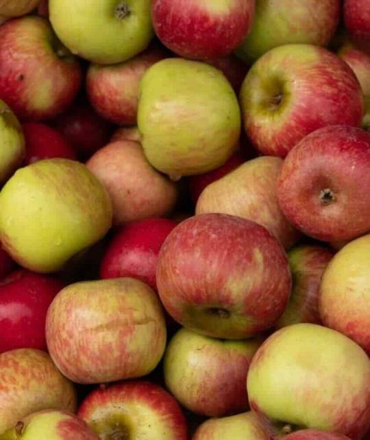 Apple – botanical extract in Joveda Shea Butter Moisturizing Cream