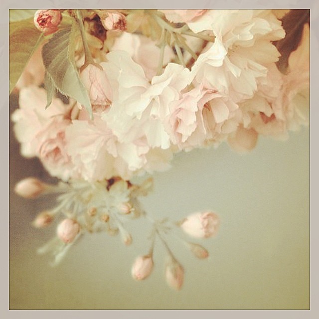 priti spring blossom
