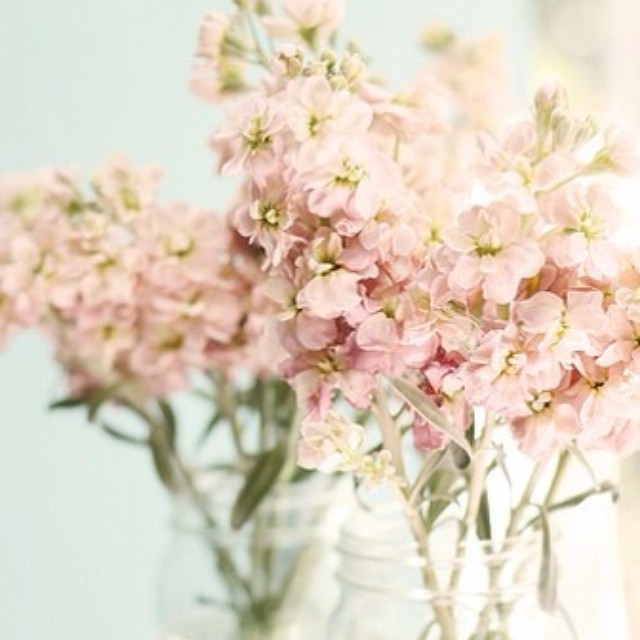 priti spring blossom2