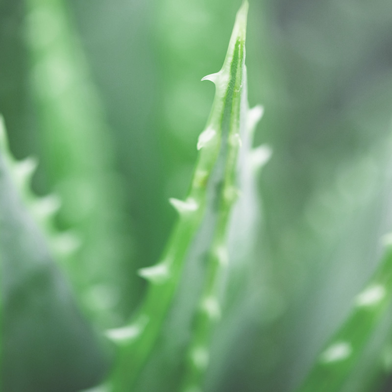 Les bienfaits de l'Aloe Vera dans les cosmétiques bio