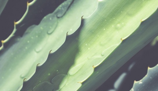 Cosmétique bio - l'Aloe vera l'Officina Paris beauté naturelle