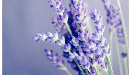 Color Inspiration: Purple – Natural Beauty & Makeup | l’Officina